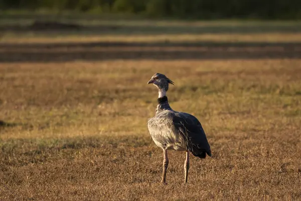 stock image Southern screamer near lake in the Southern Pantanal of Mato Grosso do Sul, Brazil