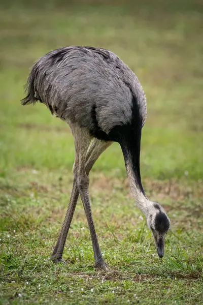 stock image Big beautiful Rhea bird in the Southern Pantanal of Mato Grosso do Sul, Brazil