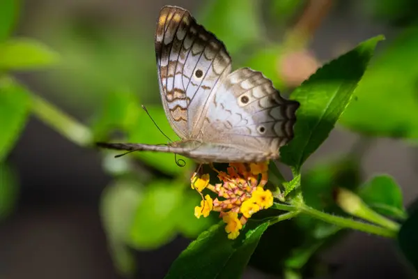 stock image Beautiful colorful butterfly feeding on yellow and pink flower in green rainforest area, REGUA, Cachoeiras de Macacu, Rio de Janeiro, Brazil