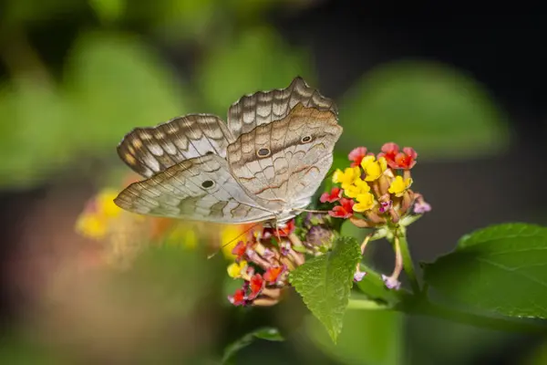 stock image Beautiful colorful butterfly feeding on yellow and pink flower in green rainforest area, REGUA, Cachoeiras de Macacu, Rio de Janeiro, Brazil