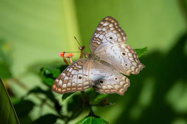 stock image Beautiful colorful butterfly feeding on yellow and pink flower in green rainforest area, REGUA, Cachoeiras de Macacu, Rio de Janeiro, Brazil