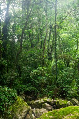 Atlantik yağmur ormanları dağındaki yeşil şelalenin güzel manzarası, Serrinha do Alambari, Rio de Janeiro, Brezilya