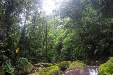 Atlantik yağmur ormanları dağındaki yeşil şelalenin güzel manzarası, Serrinha do Alambari, Rio de Janeiro, Brezilya