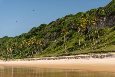 Brezilya 'nın Rio Grande do Norte eyaletinde, Pipa' daki Madeiro plajındaki hindistan cevizi palmiye ağaçlarına güzel bir manzara
