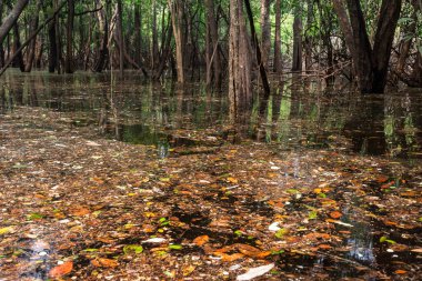 Anavilhanas, Novo Airo, Amazonlar, Brezilya yakınlarındaki sel basmış yağmur ormanlarına güzel bir manzara 