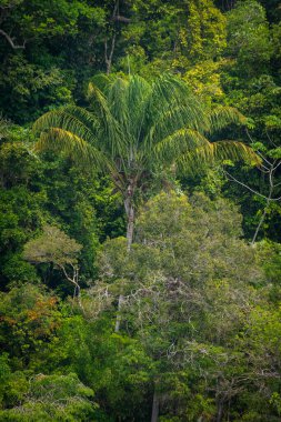Anavilhanas, Novo Airo, Amazonlar, Brezilya yakınlarındaki yeşil Amazon yağmur ormanlarına güzel bir manzara 