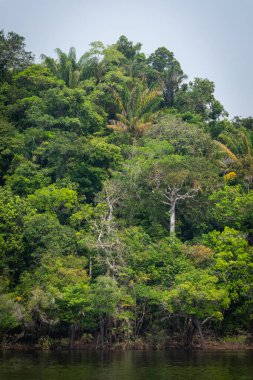 Anavilhanas, Novo Airo, Amazonlar, Brezilya yakınlarındaki yeşil Amazon yağmur ormanlarına güzel bir manzara 