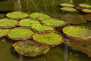 Brezilya 'nın Rio de Janeiro kentindeki Botanik Bahçeleri' nde dev su zambağı (vitria-rgia) 