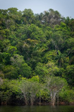 Anavilhanas, Novo Airo, Amazonlar, Brezilya yakınlarındaki yeşil Amazon yağmur ormanlarına güzel bir manzara 