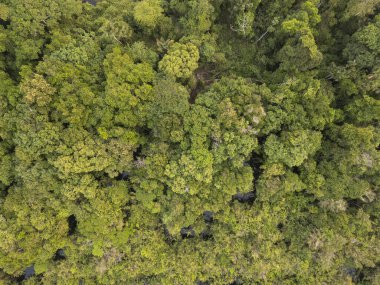 Anavilhanas, Novo Airo, Brezilya 'daki yeşil Amazon yağmur ormanlarına güzel hava manzarası 