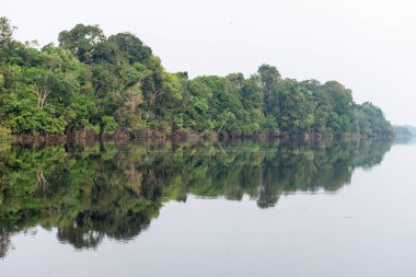 Anavilhanas, Novo Airo, Amazonlar, Brezilya 'daki yeşil Amazon yağmur ormanlarına güzel manzara 