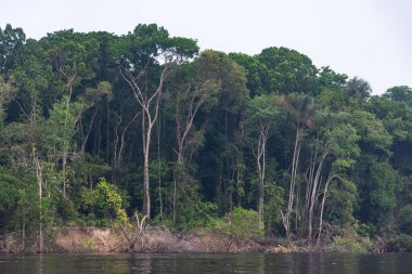 Anavilhanas Takımadaları, Novo Airo, Amazonlar, Brezilya 'daki yeşil Amazon yağmur ormanlarına güzel bir manzara 