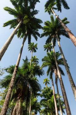 Brezilya Rio de Janeiro Botanik Bahçeleri 'nde imparatorluk palmiyeleri
