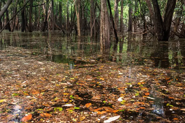 Anavilhanas, Novo Airo, Amazonlar, Brezilya yakınlarındaki sel basmış yağmur ormanlarına güzel bir manzara 