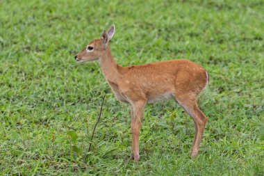 Miranda Pantanal 'daki Pampas geyiği, Mato Grosso do Sul, Brezilya
