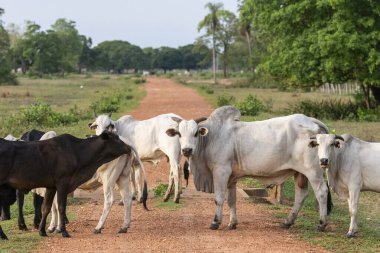 Miranda Pantanal 'da yolu kapatan sığırlar, Mato Grosso do Sul, Brezilya