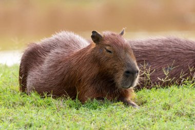 Miranda Pantanal 'daki büyük kapibaralı kemirgenler, Mato Grosso do Sul, Brezilya
