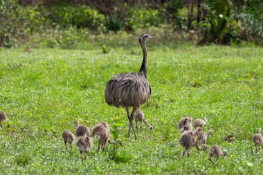 Miranda, Mato Grosso do Sul, Brezilya 'nın Pantanal' ında güzel bir erkek daha büyük bir soluk borusu
