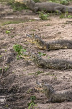 Miranda, Mato Grosso do Sul, Brezilya 'nın Pantanal' ında göldeki güzel kaymanlar