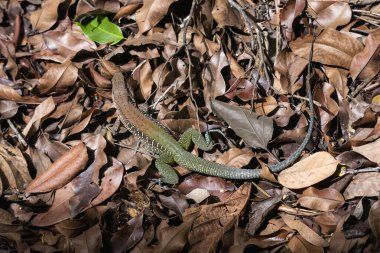 Amazon yağmur ormanlarındaki renkli kertenkelelere güzel manzara, Anavilhanas Takımadaları, Amazonlar, Brezilya