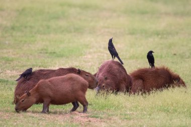 Miranda Pantanal 'ında dev inek kuşu olan Capybaras, Mato Grosso do Sul, Brezilya