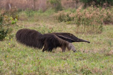 Pantanal 'daki dev karıncayiyen Miranda, Mato Grosso do Sul, Brezilya