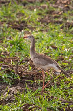 Red-legged Seriema in the Pantanal of Miranda, Mato Grosso do Sul, Brazil clipart