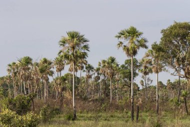 Miranda, Mato Grosso do Sul, Brezilya Pantanal 'ındaki Carand palmiye ağaçlarının manzarası çok güzel. 