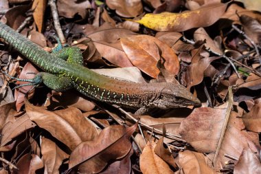 Amazon yağmur ormanlarındaki renkli kertenkelelere güzel manzara, Anavilhanas Takımadaları, Amazonlar, Brezilya