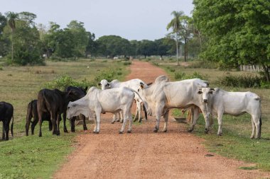 Miranda Pantanal 'da yolu kapatan sığırlar, Mato Grosso do Sul, Brezilya