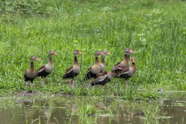 Miranda, Mato Grosso do Sul, Brezilya Pantanal 'ında gölün kenarında siyah karınlı ıslık çalan ördekler.