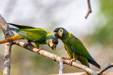 Miranda Pantanal 'da sarı yakalı papağanlar, Mato Grosso do Sul, Brezilya