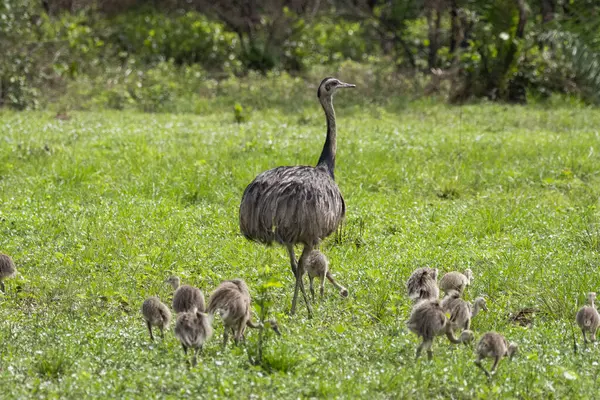 Miranda, Mato Grosso do Sul, Brezilya 'nın Pantanal' ında güzel bir erkek daha büyük bir soluk borusu