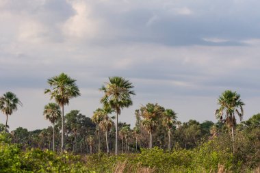 Miranda, Mato Grosso do Sul, Brezilya Pantanal 'ındaki Carand palmiye ağaçlarının manzarası çok güzel. 