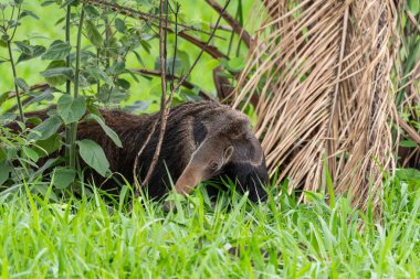 Pantanal 'daki güzel dev karıncayiyen Miranda, Mato Grosso do Sul, Brezilya