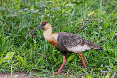 Miranda, Mato Grosso do Sul, Brezilya 'nın Pantanal' ında güzel, gür boyunlu aynalar.