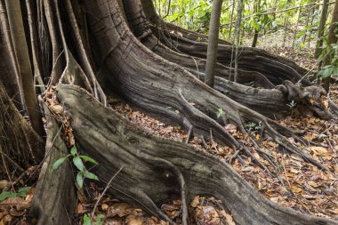 Amazon yağmur ormanları adasındaki güzel ağaç, Anavilhanas Takımadaları, Amazonlar, Brezilya