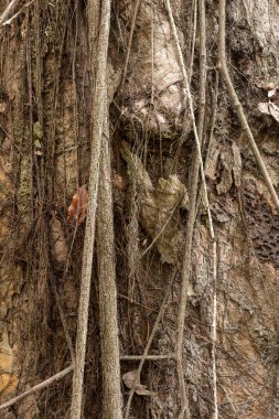 Amazon yağmur ormanları adasındaki güzel ağaç, Anavilhanas Takımadaları, Amazonlar, Brezilya