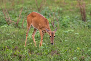 Miranda, Mato Grosso do Sul, Brezilya Pantanal 'ında güzel pampa geyiği