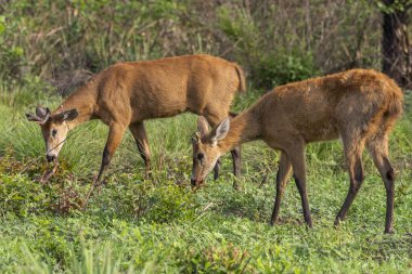 Miranda Pantanal 'da otlayan erkek bataklık geyikleri, Mato Grosso do Sul, Brezilya