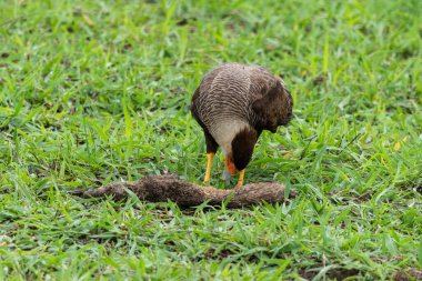 Miranda, Mato Grosso do Sul, Brezilya Pantanal 'ında av olan ibikli bir şahin.