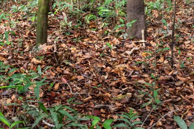 Sel basabilir ada, Anavilhanas Takımadaları, Amazonlar, Brezilya 'da yerde ölü yaprakların katmanı (Serrapilheira)