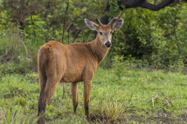 Miranda, Mato Grosso do Sul, Brezilya Pantanal 'ında boynuzu kırılmış güzel erkek bataklık geyiği.