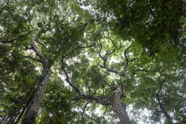 Amazon yağmur ormanlarındaki büyük ağaçlara güzel manzara, Anavilhanas Takımadaları, Amazonlar, Brezilya