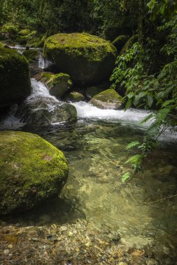 Serrinha do Alambari, Rio de Janeiro, Brezilya 'da güzel yeşil yağmur ormanı şelalesi