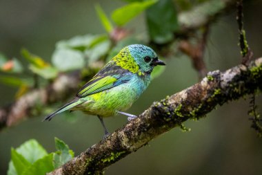 Yeşil yağmur ormanlarındaki güzel renkli tropikal kuş, Serrinha do Alambari, Rio de Janeiro, Brezilya