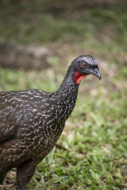 Yeşil yağmur ormanlarında kırmızı boğazlı güzel siyah kuş, Serrinha do Alambari, Rio de Janeiro, Brezilya