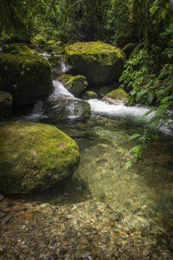 Serrinha do Alambari, Rio de Janeiro, Brezilya 'da güzel yeşil yağmur ormanı şelalesi
