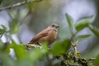 Yeşil yağmur ormanlarındaki güzel kahverengi kuş, Serrinha do Alambari, Rio de Janeiro, Brezilya