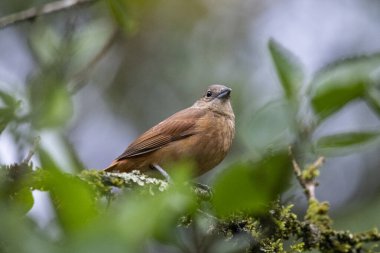 Yeşil yağmur ormanlarındaki güzel kahverengi kuş, Serrinha do Alambari, Rio de Janeiro, Brezilya